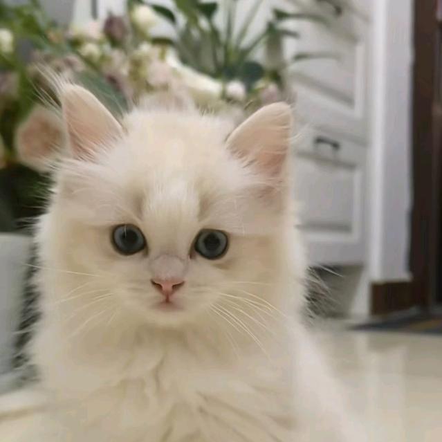 🌹花卷🌹