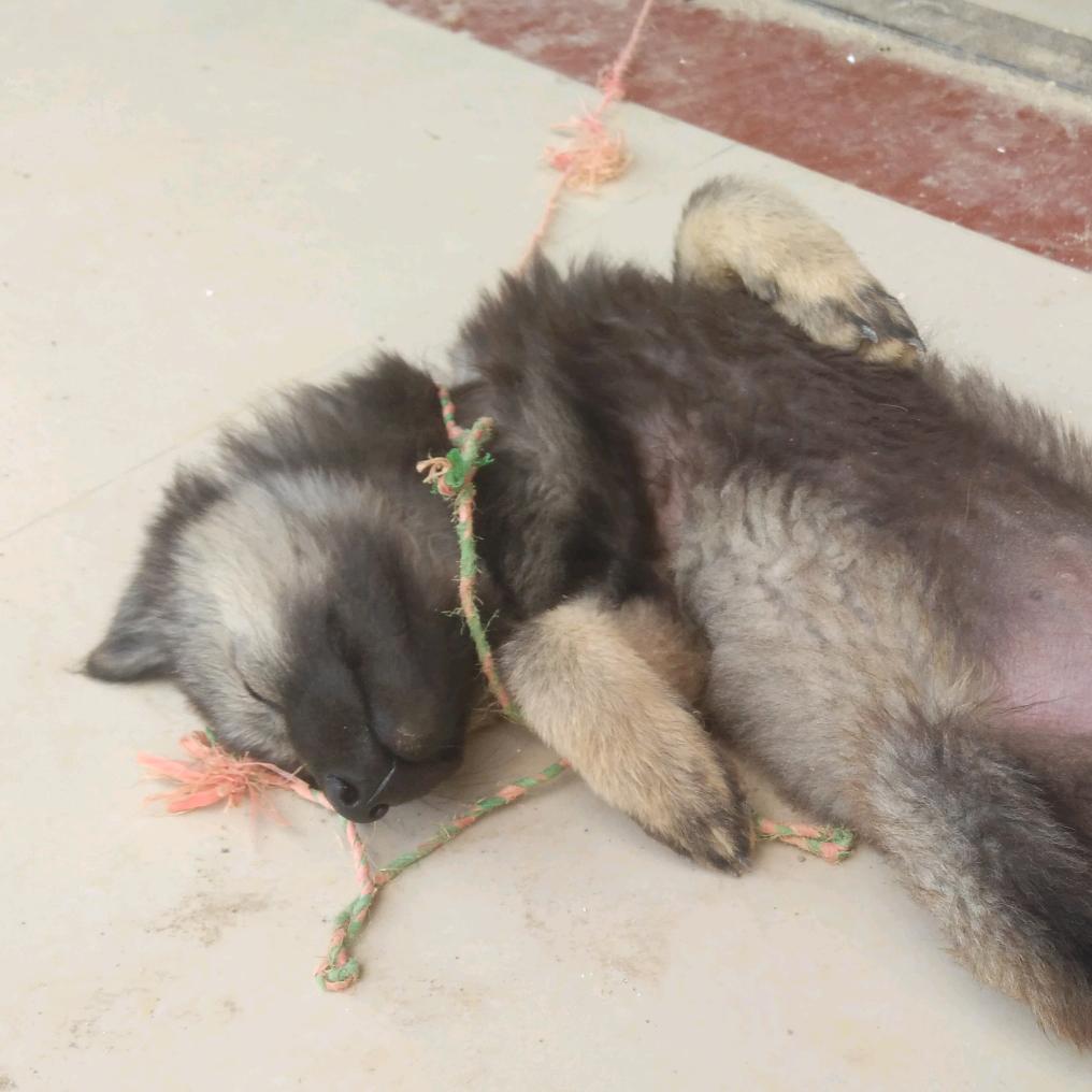 小猪快跑