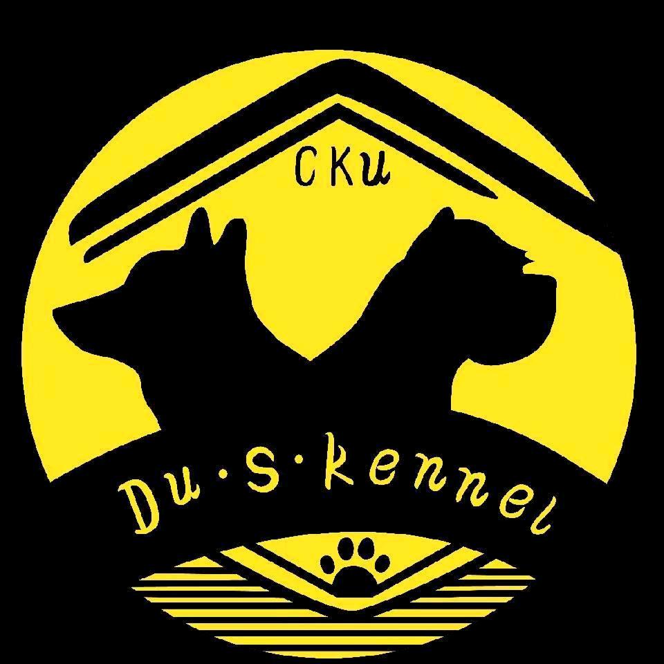 南昌小短腿犬舍-饭饭