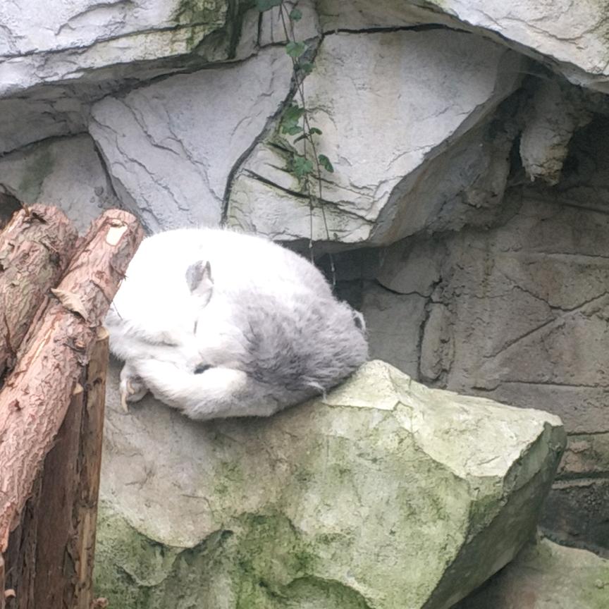 聚福哥
