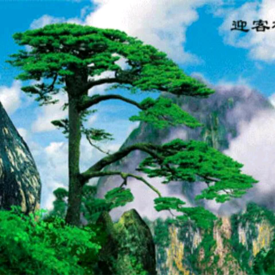 迎客松