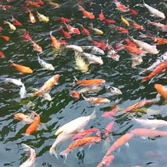 顺其自然