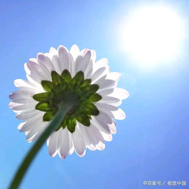 真真假假