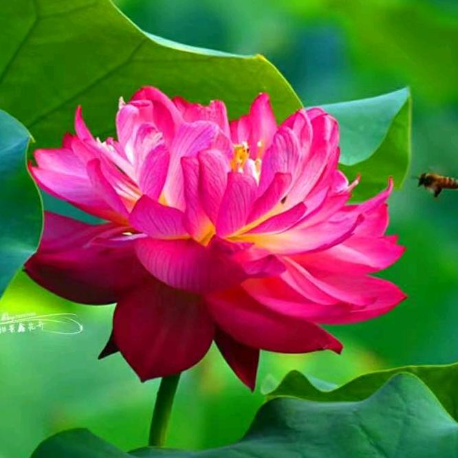 @欣源园艺水生植物