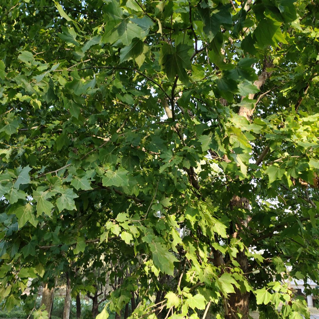 骑着毛驴向西走