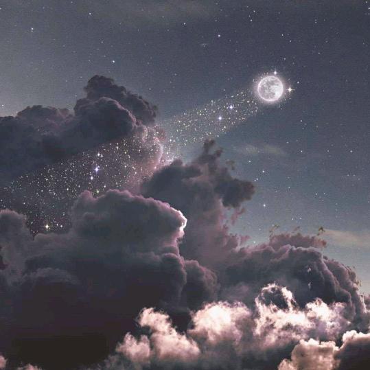 梧桐树00