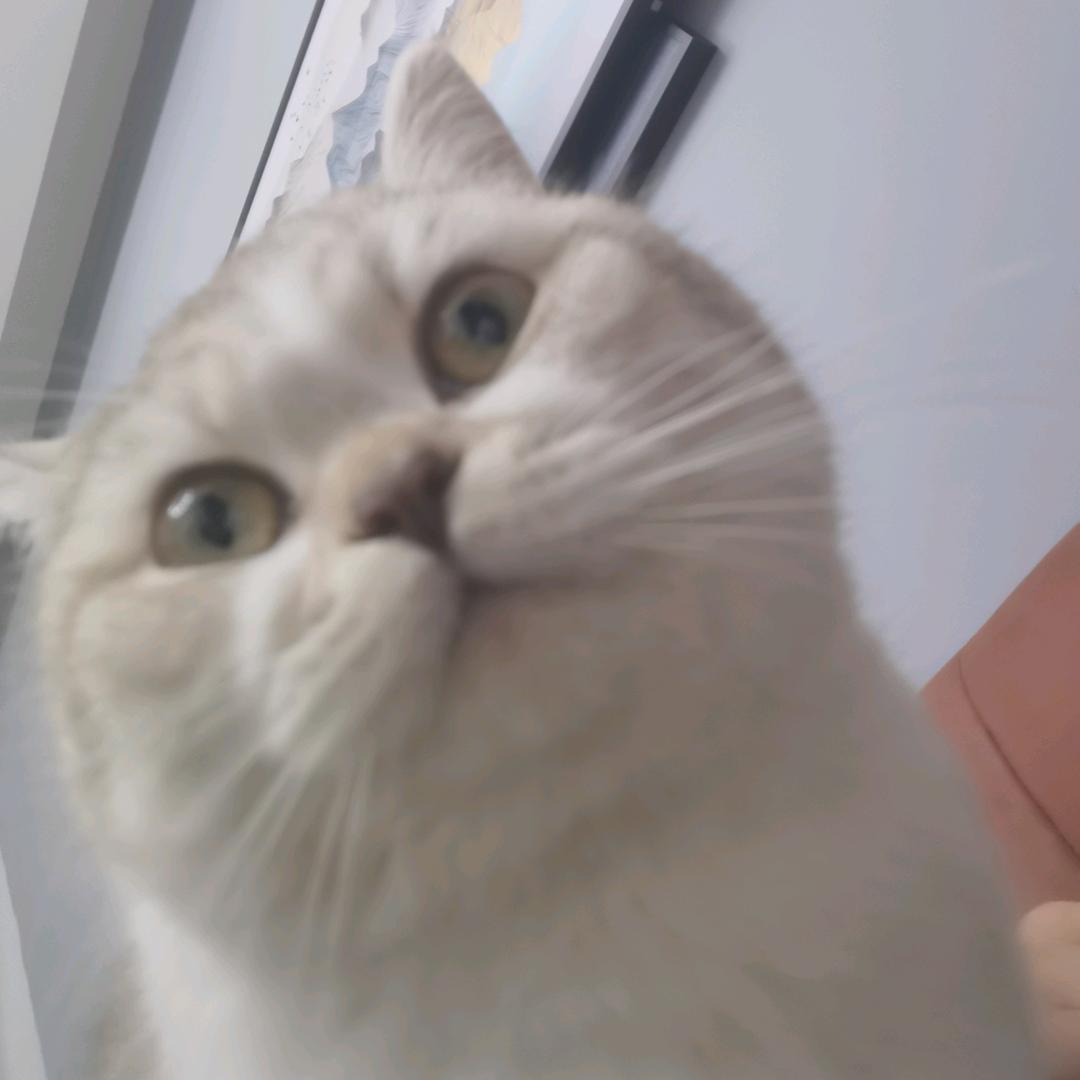 臭臭