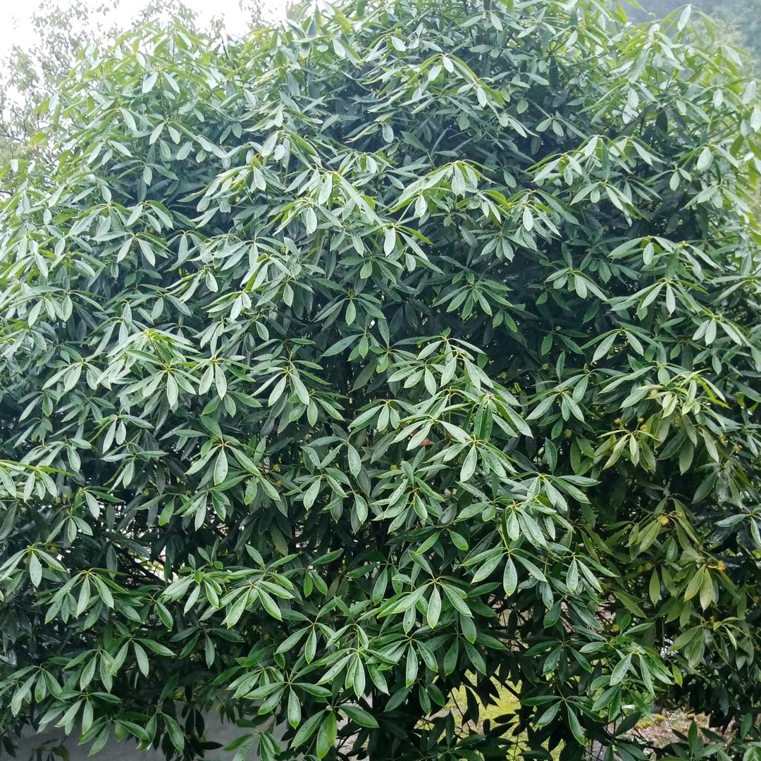 酒爷爷