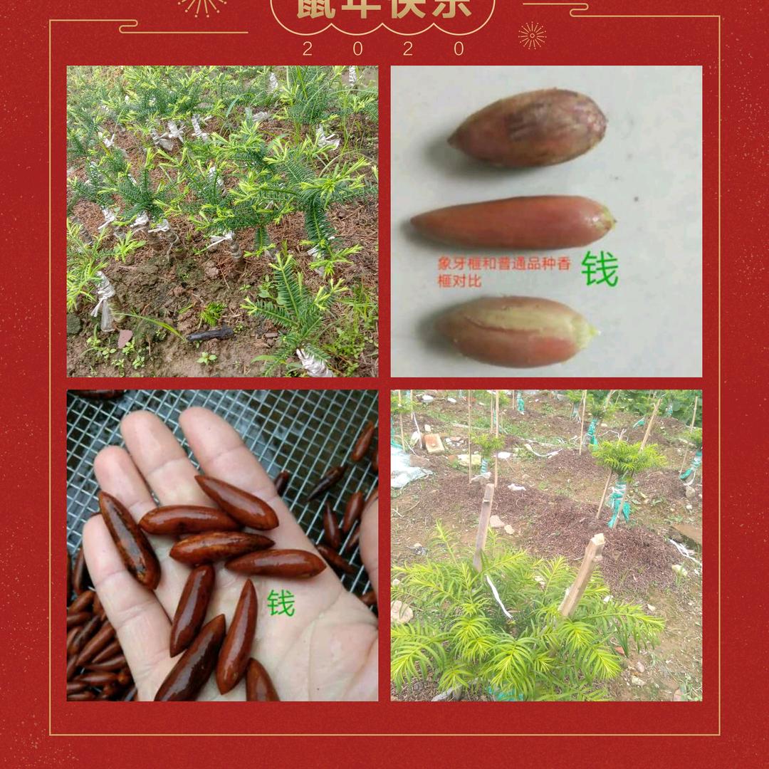 变异象牙榧苗培育