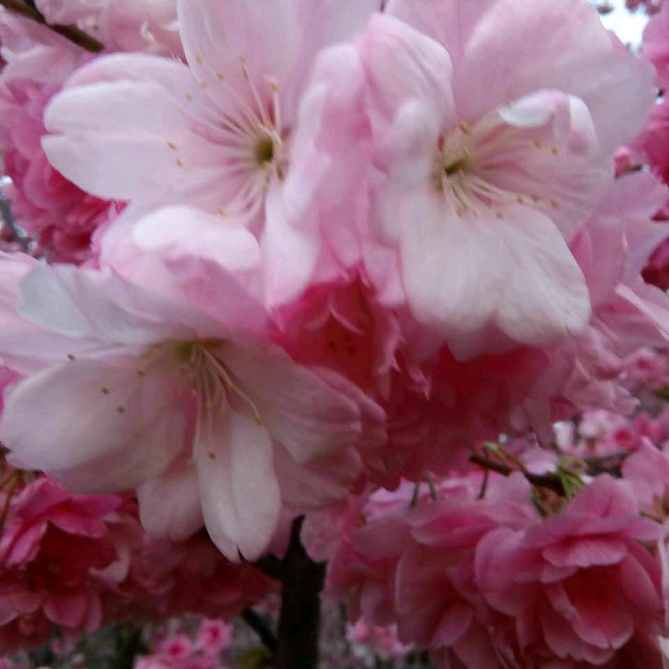 红