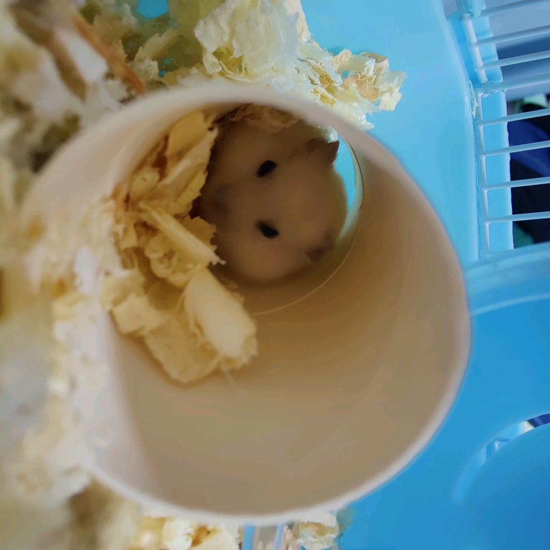 珍珍皮皮桃桃