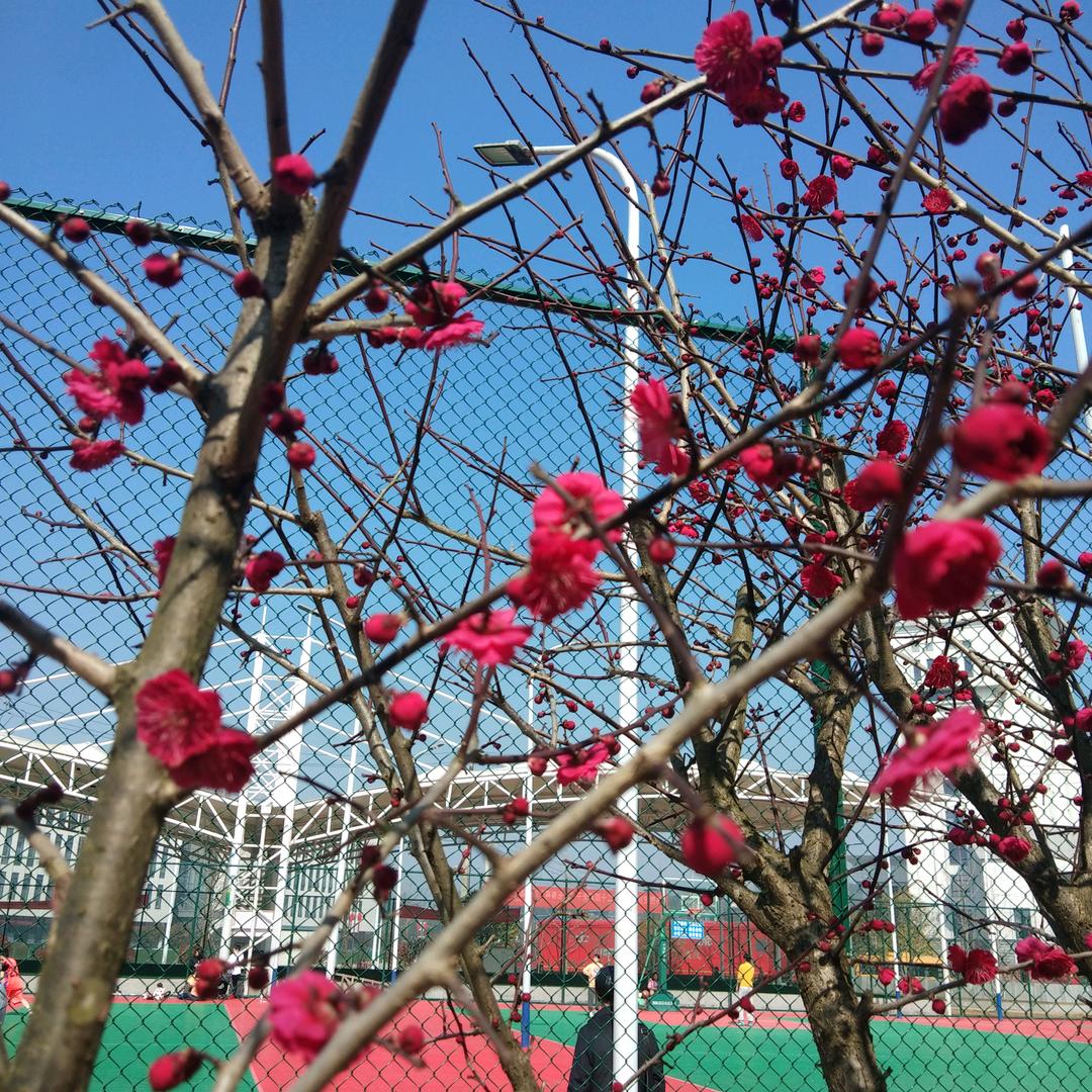 生命如歌