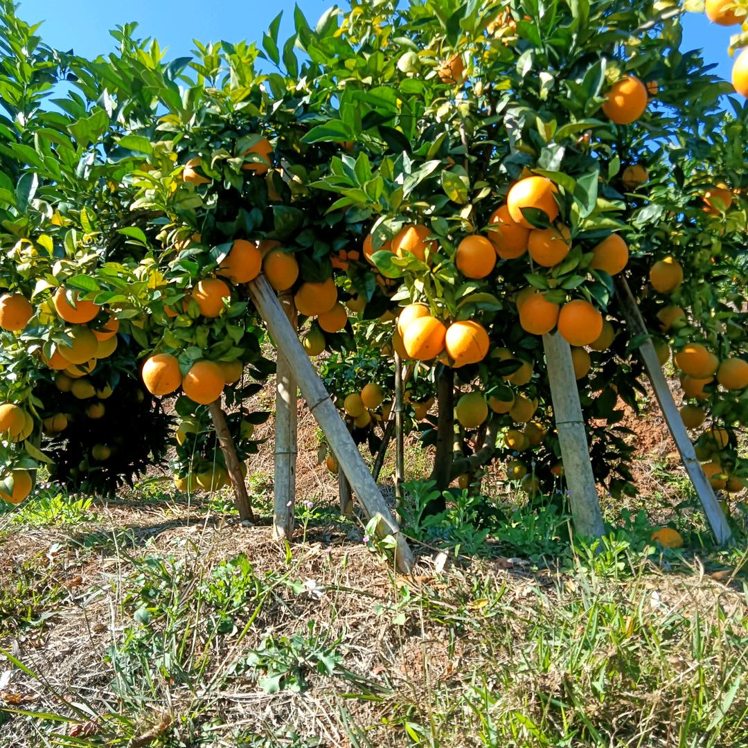 赣南脐橙，安远果农