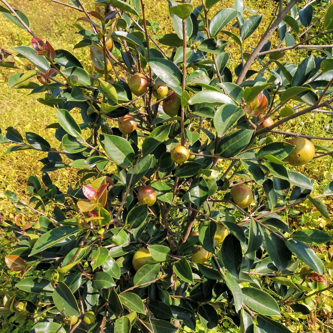 油茶种植