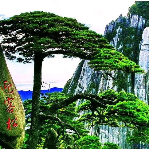 正能量杜传举，一生中庸