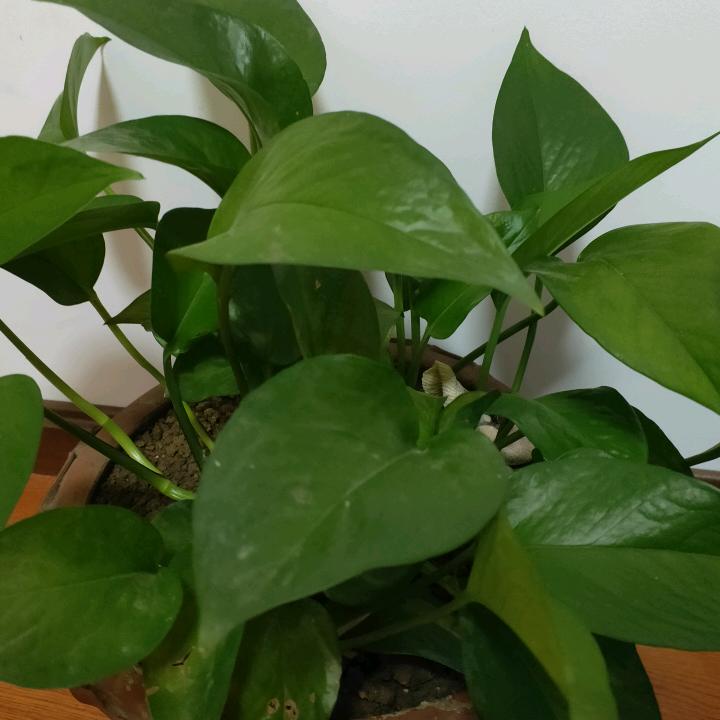 阿君