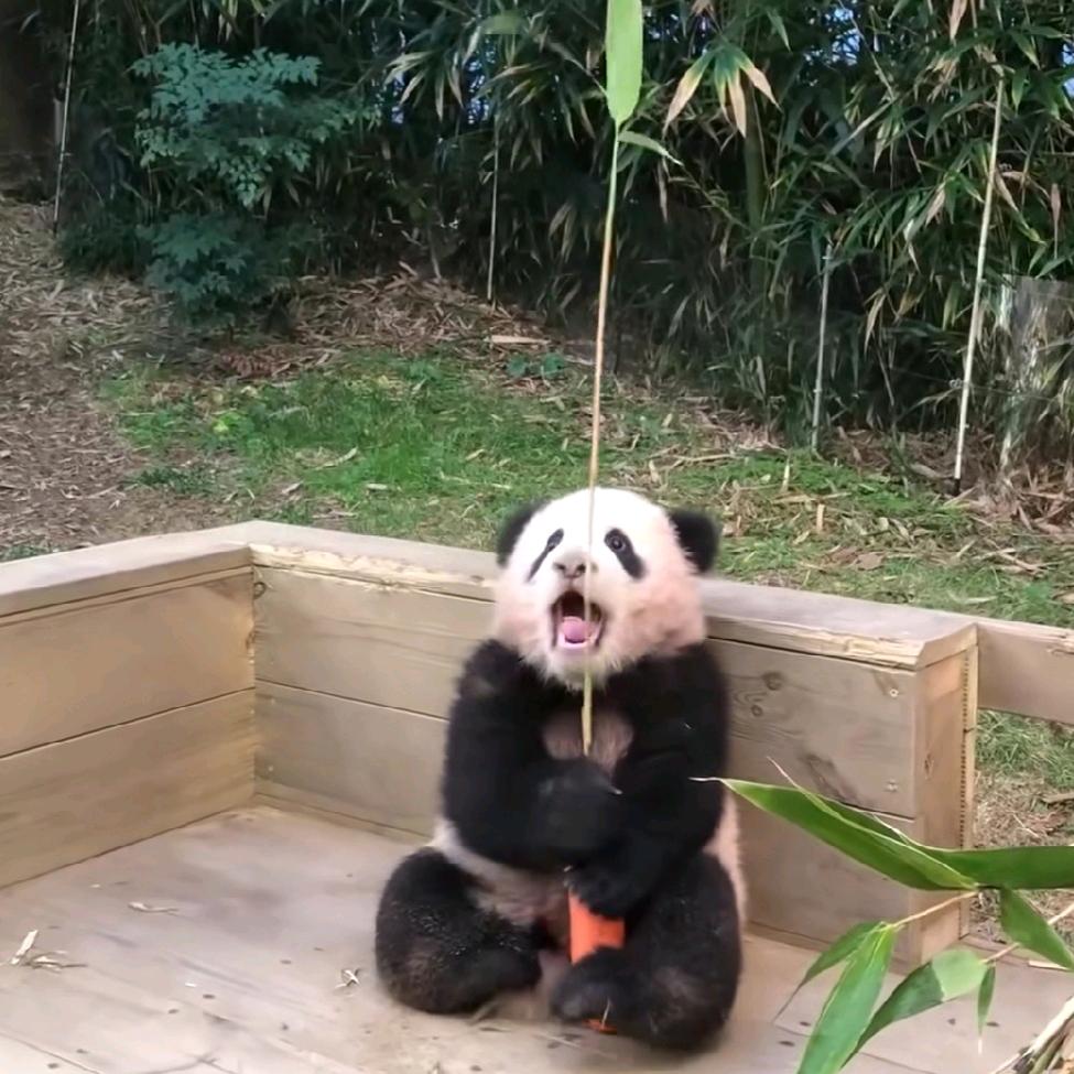 陈文୧( ⁼̴̶̤̀ω⁼̴̶̤́ )૭