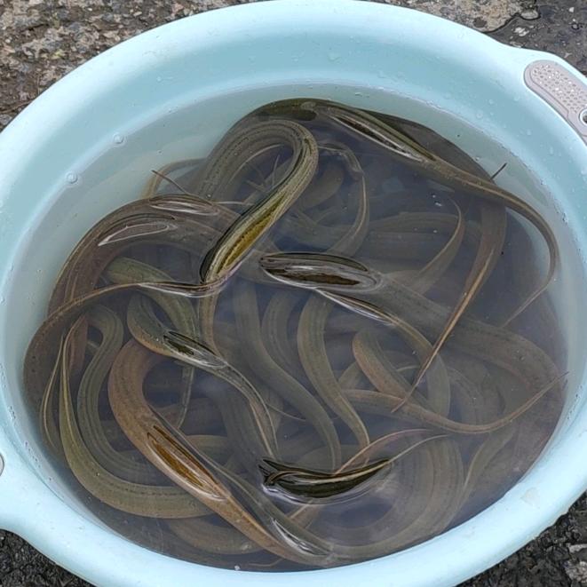 鳝多多