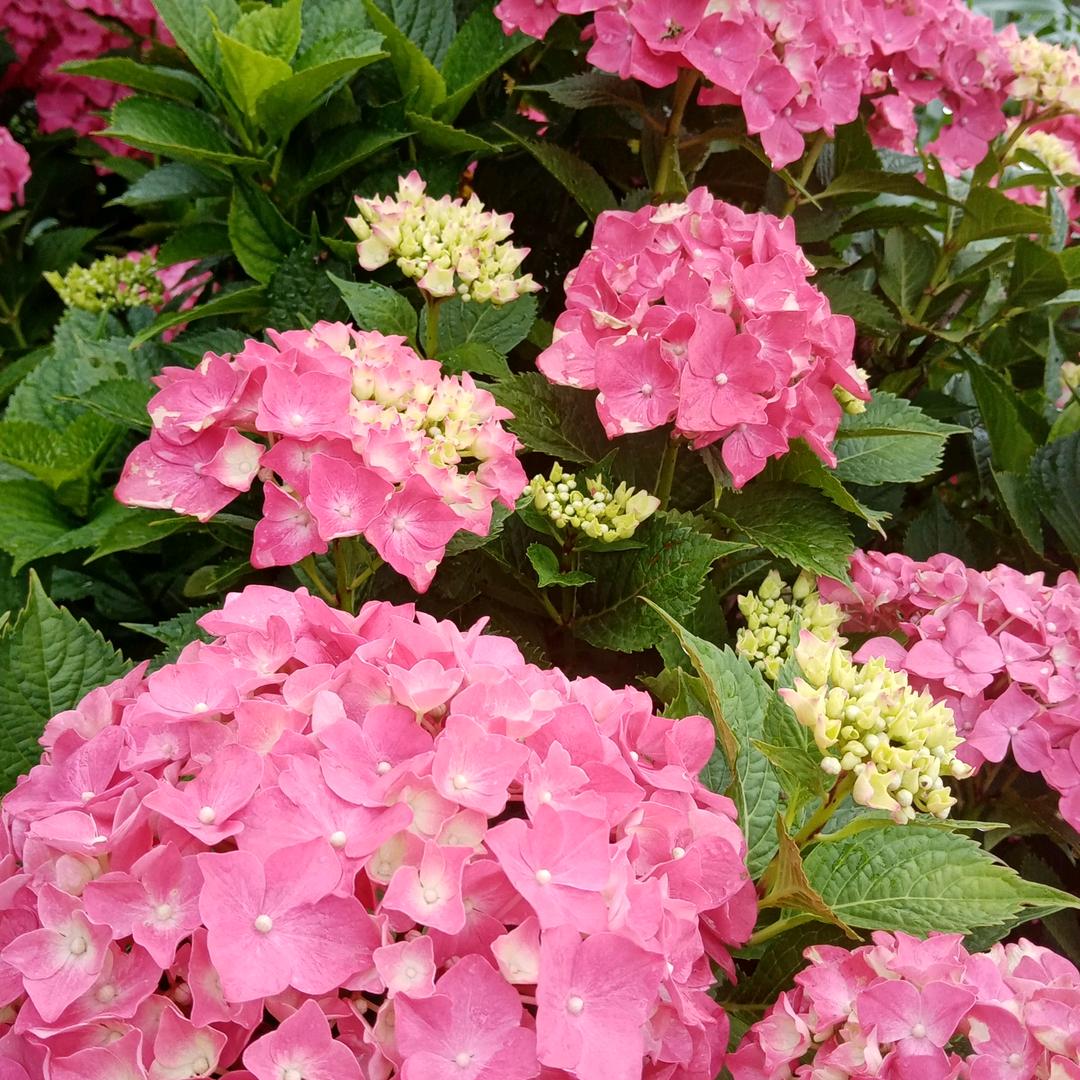 🇨🇳中国🇨🇳鹤峰