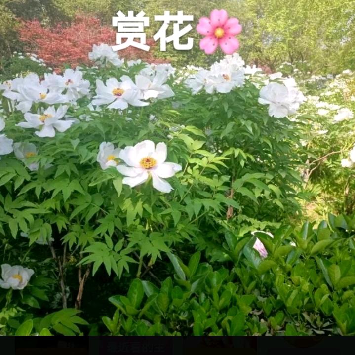 相缘