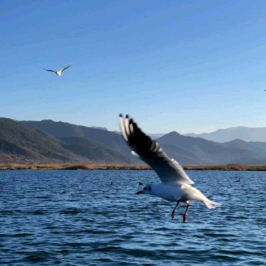 皮卡没有丘