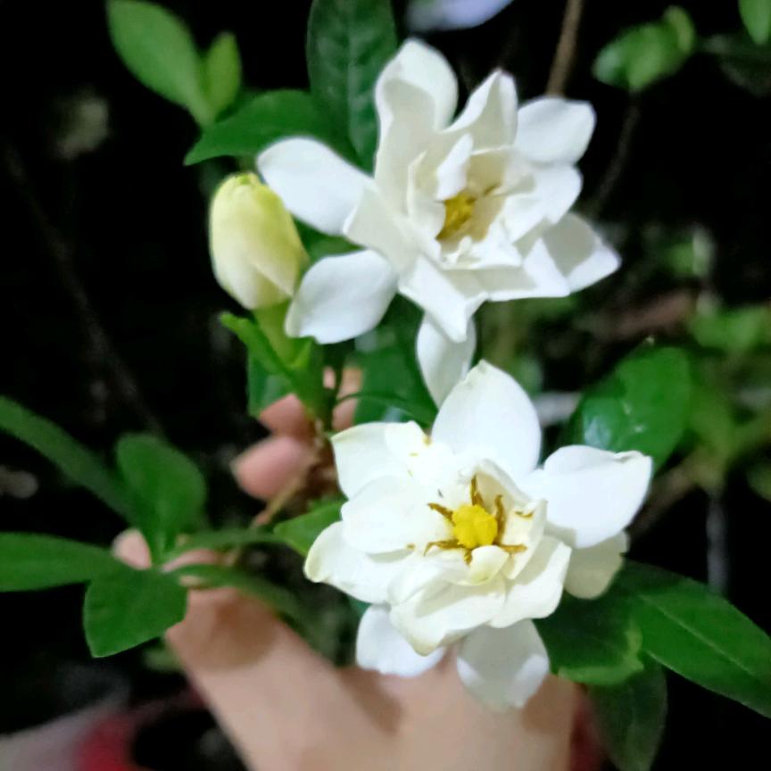 薇薇