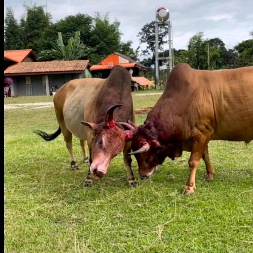 云南斗牛打彩🐂