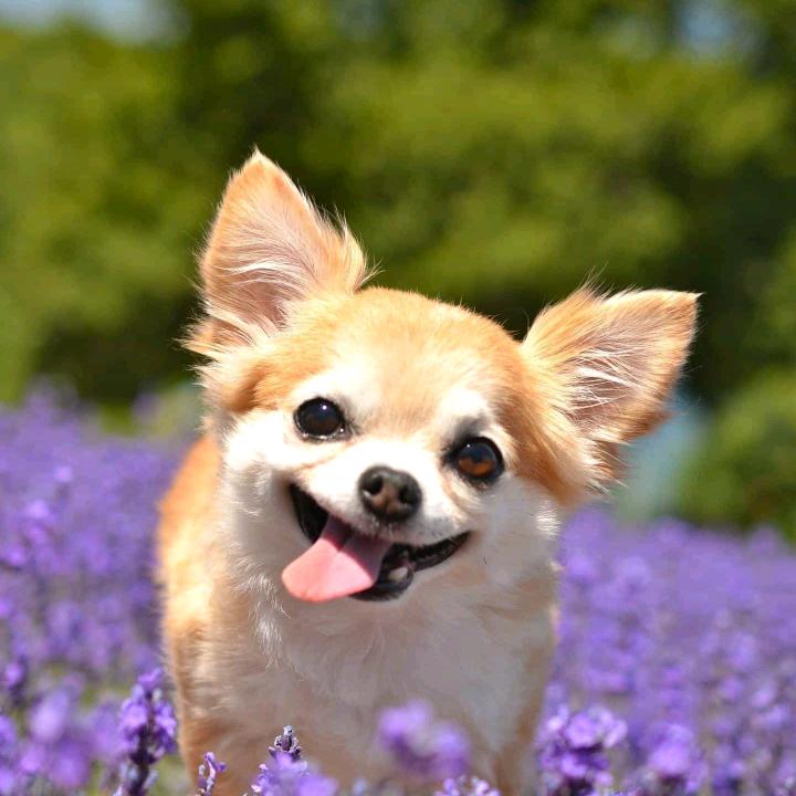 菠萝汁