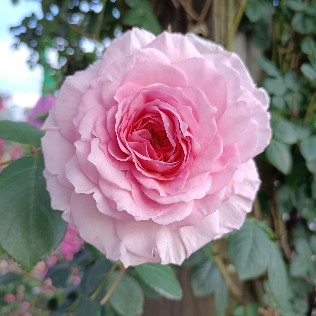 花殇