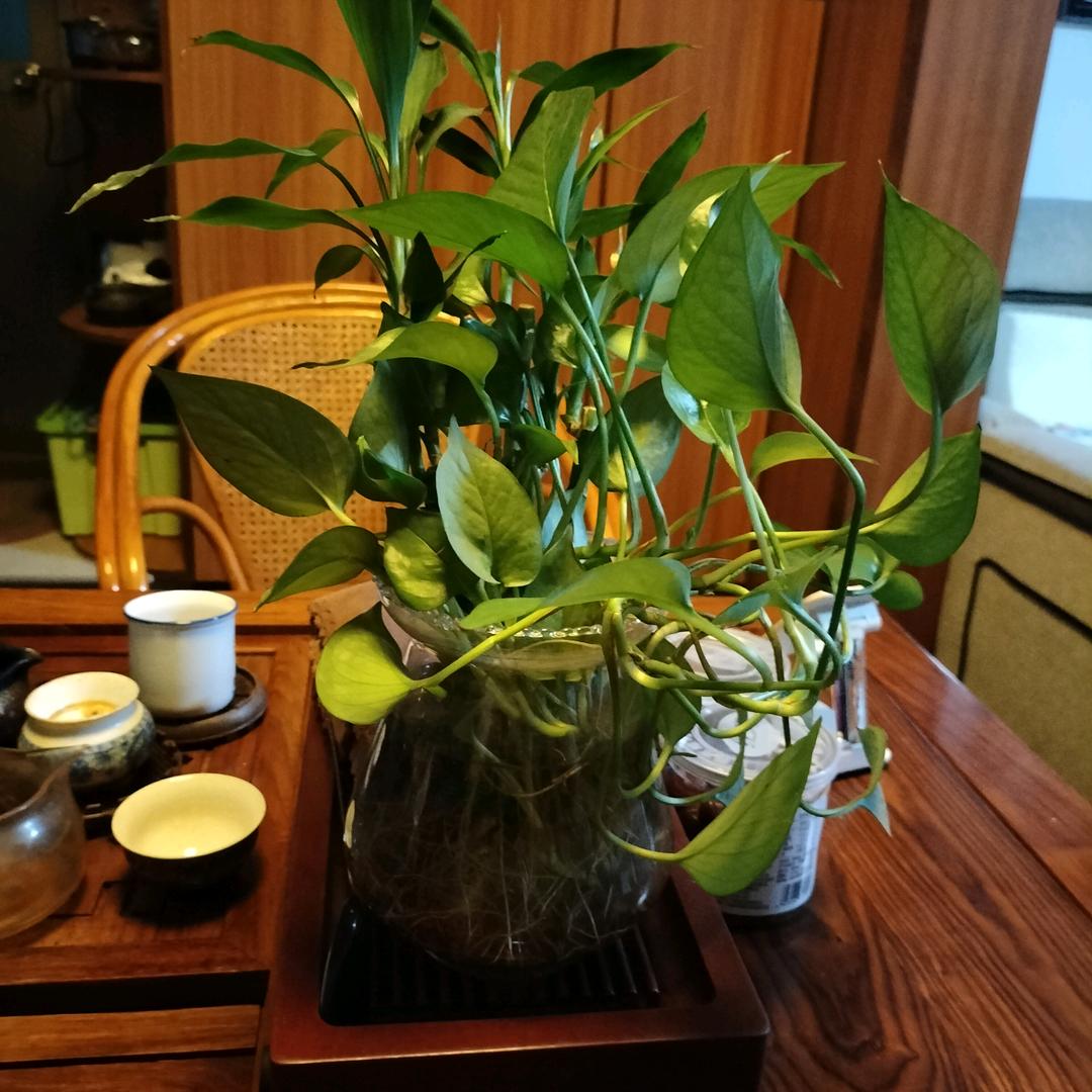 百合