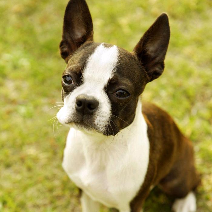 霸王 误入风流街