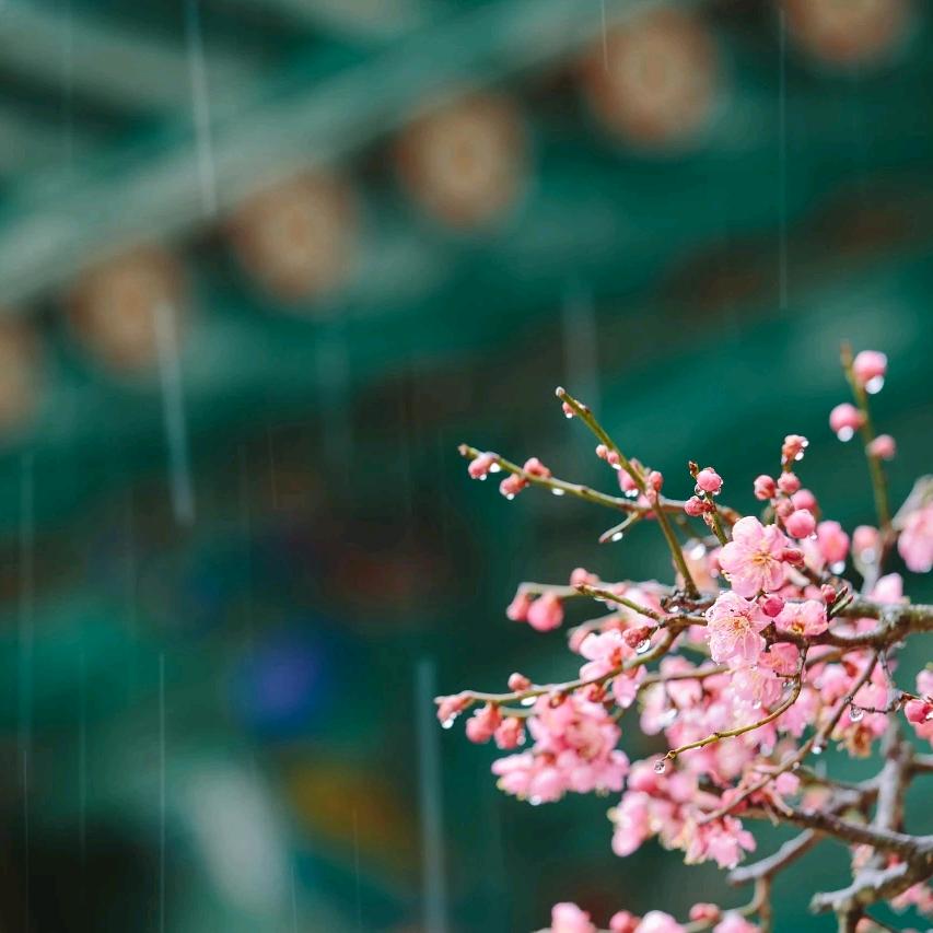 花开忘忧头像