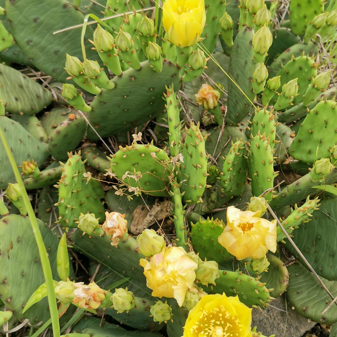 大别花乡—菊花小镇