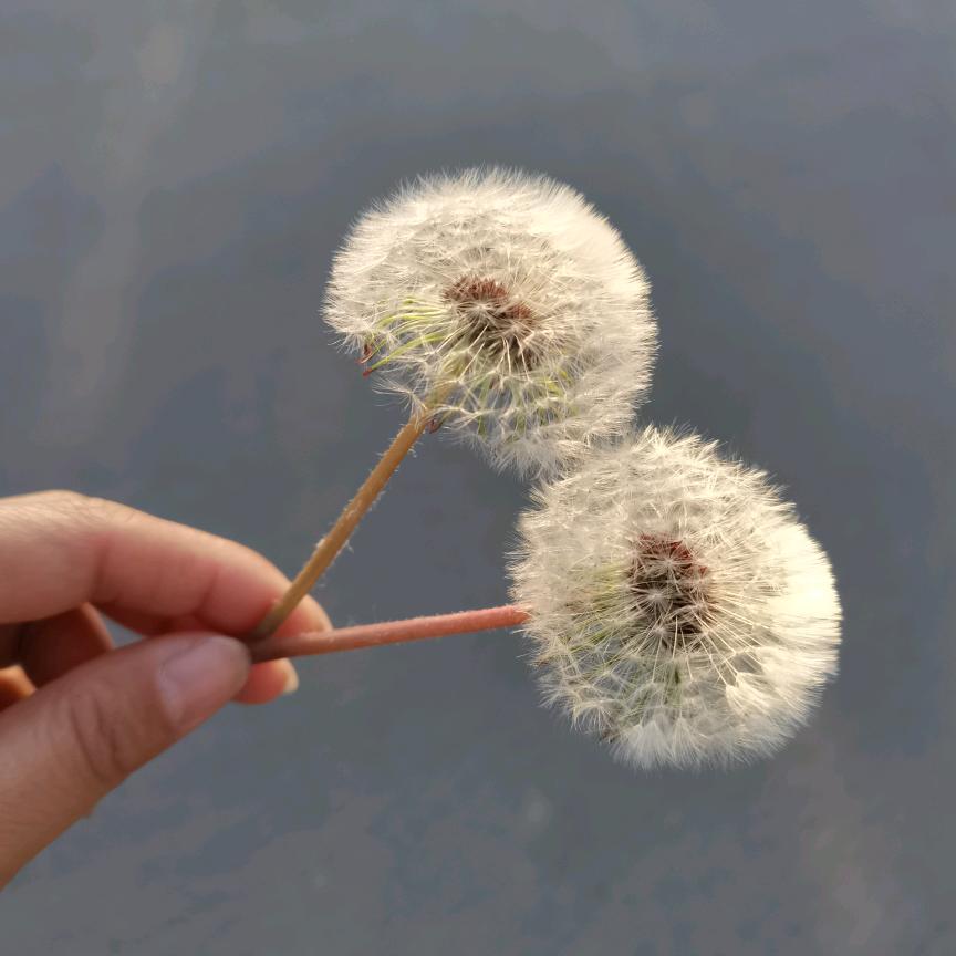 莫愁