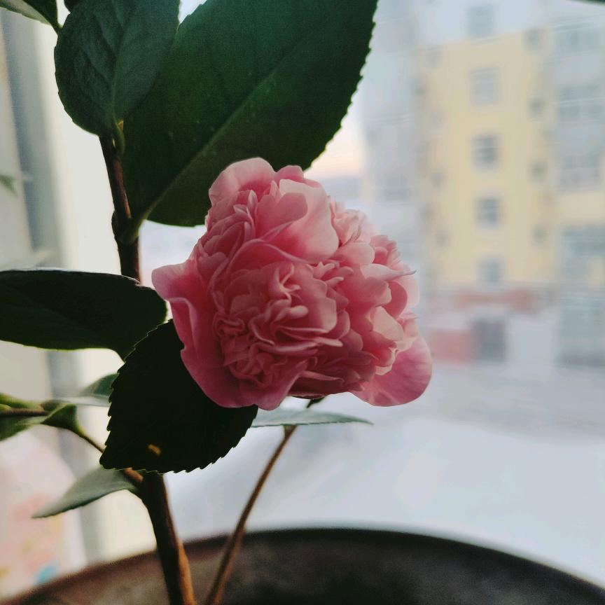 焕林