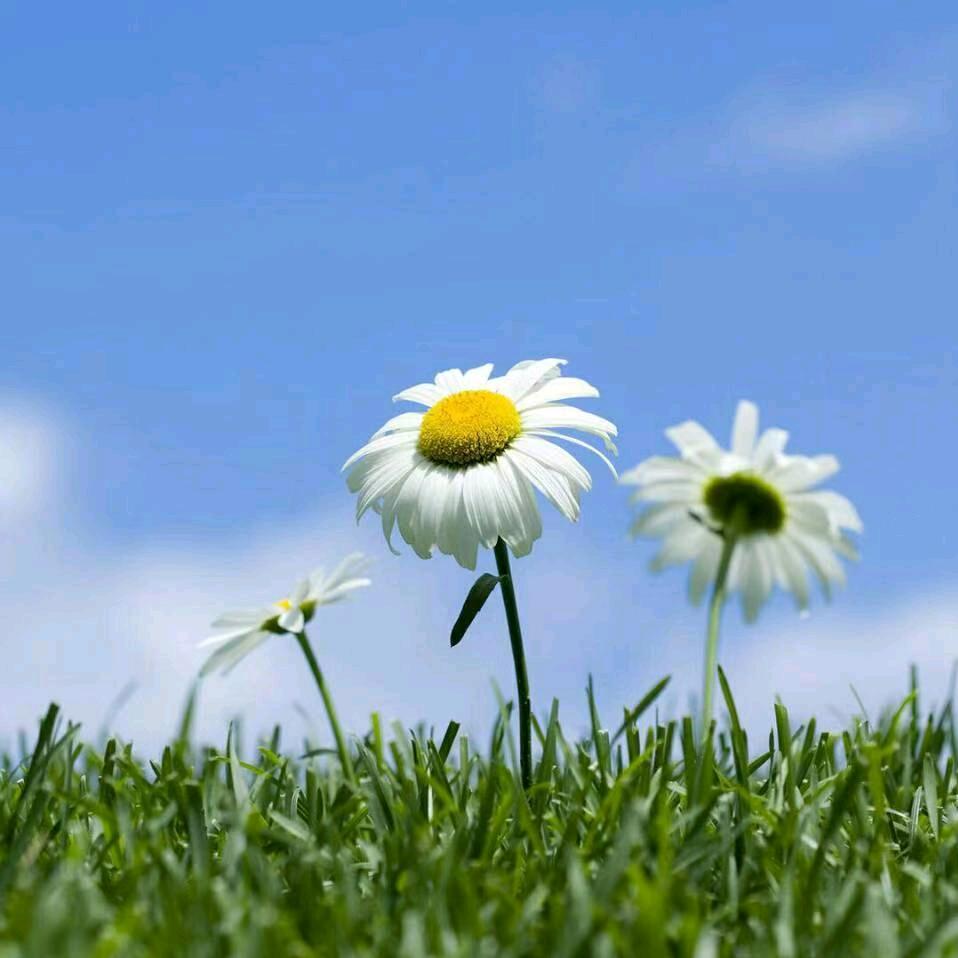 LAWNN