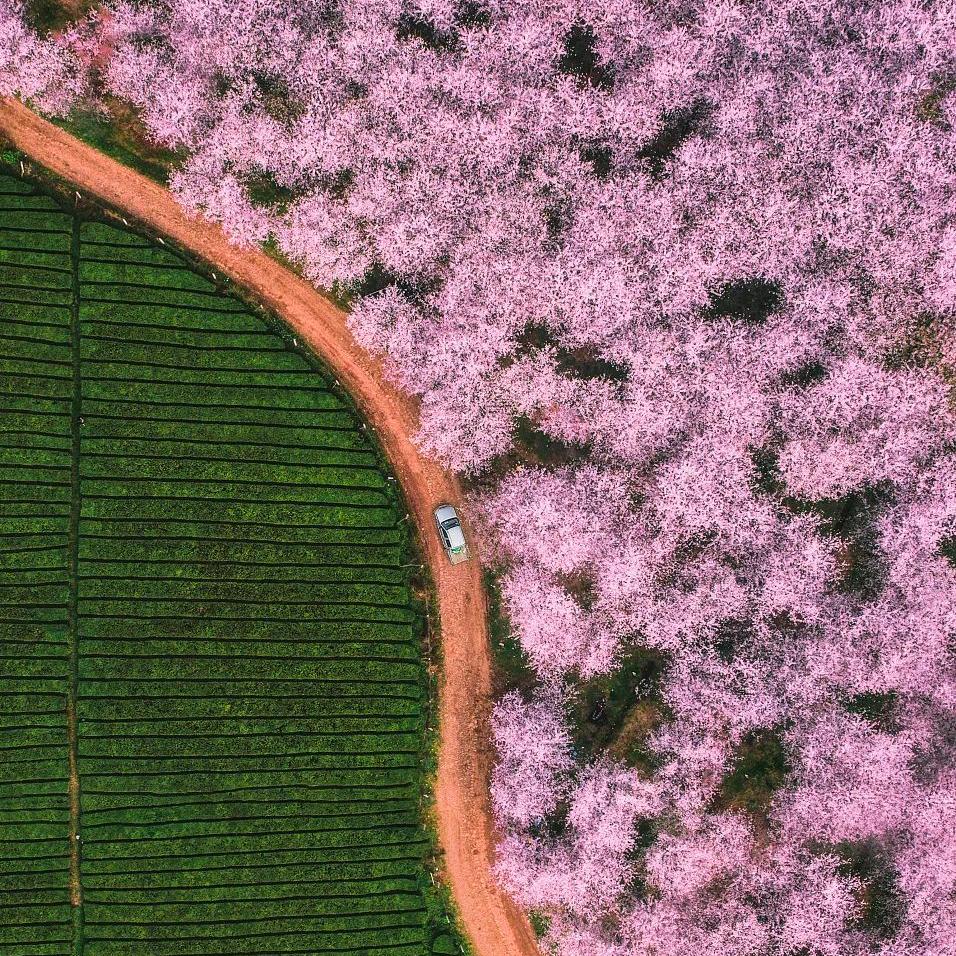 茶靡花燕（请勿连赞）