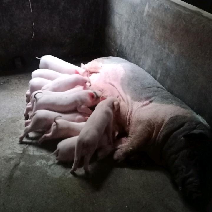 赖佐罗