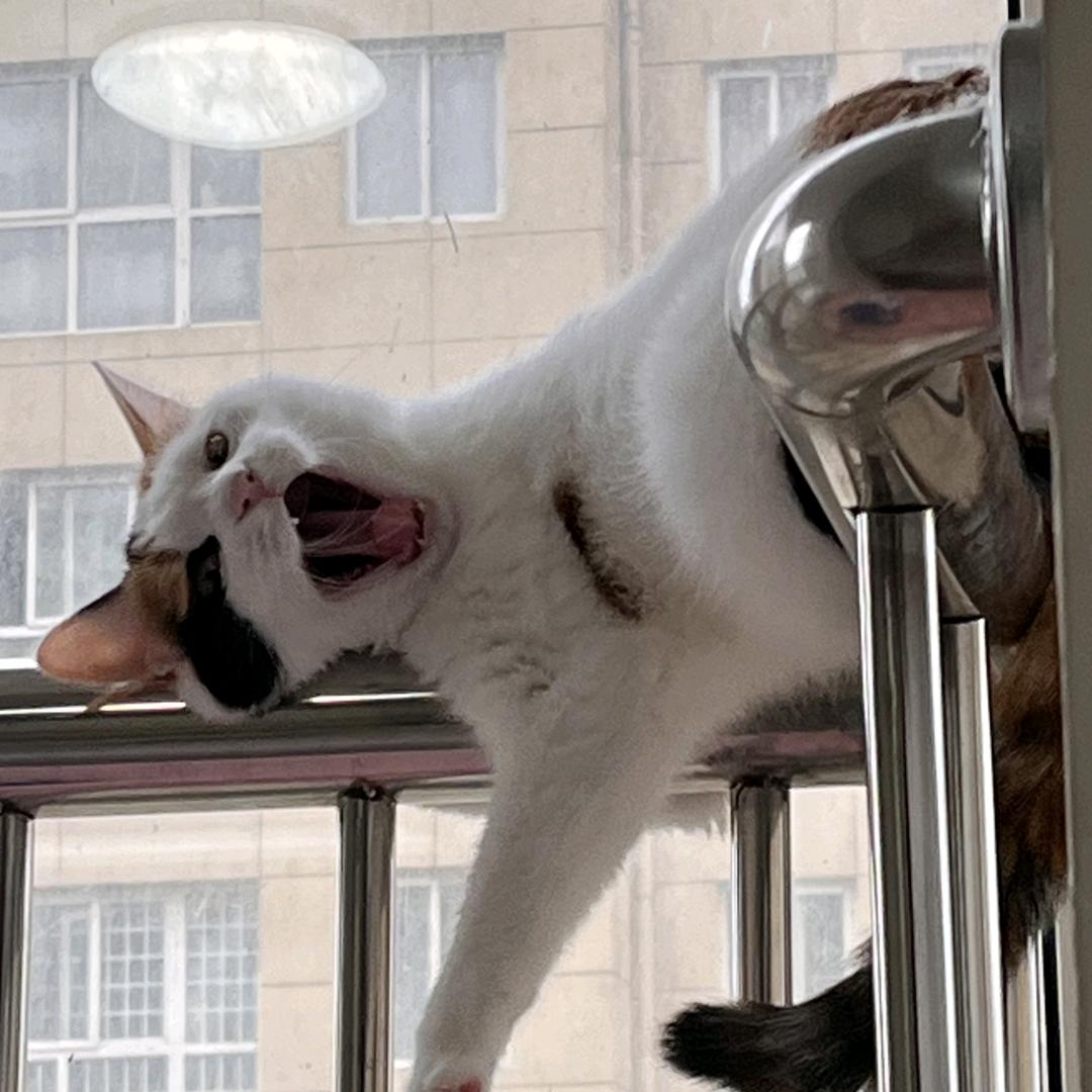 花猪猪
