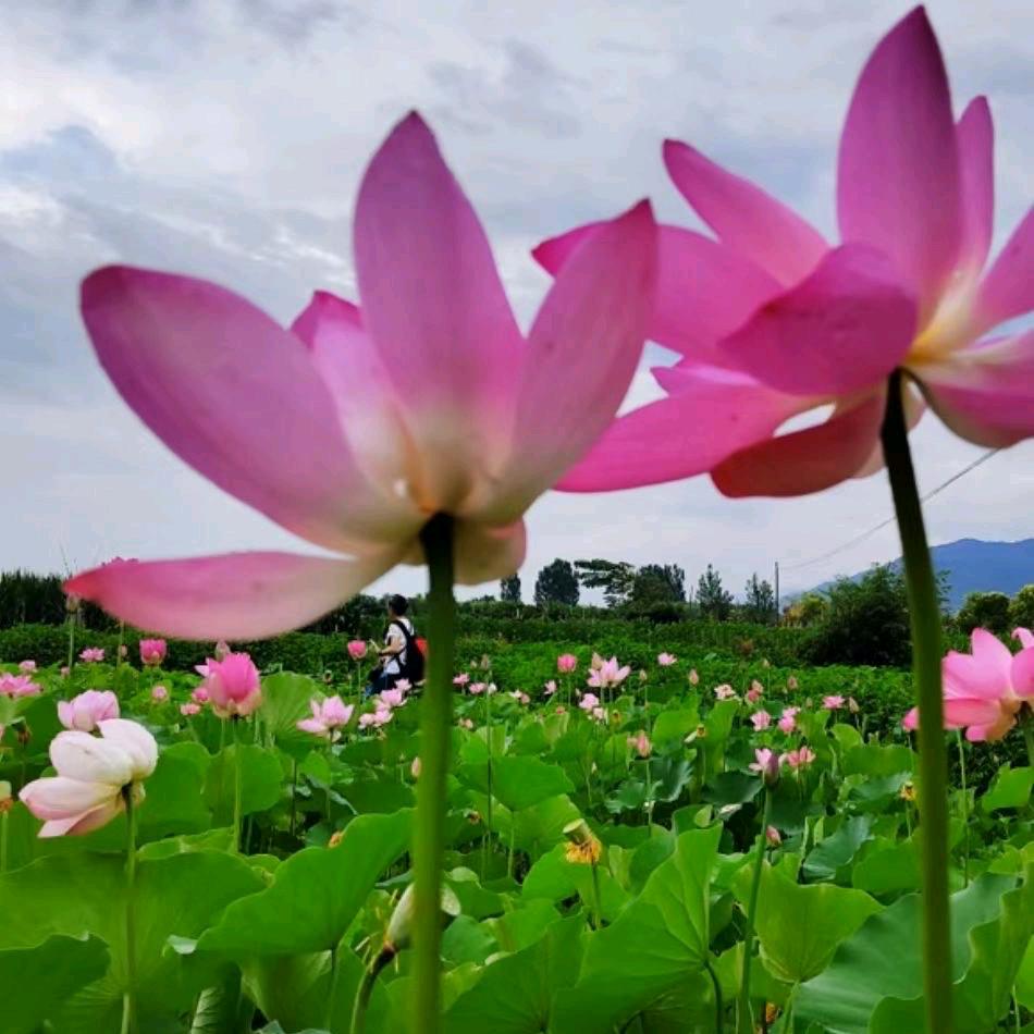 荷花