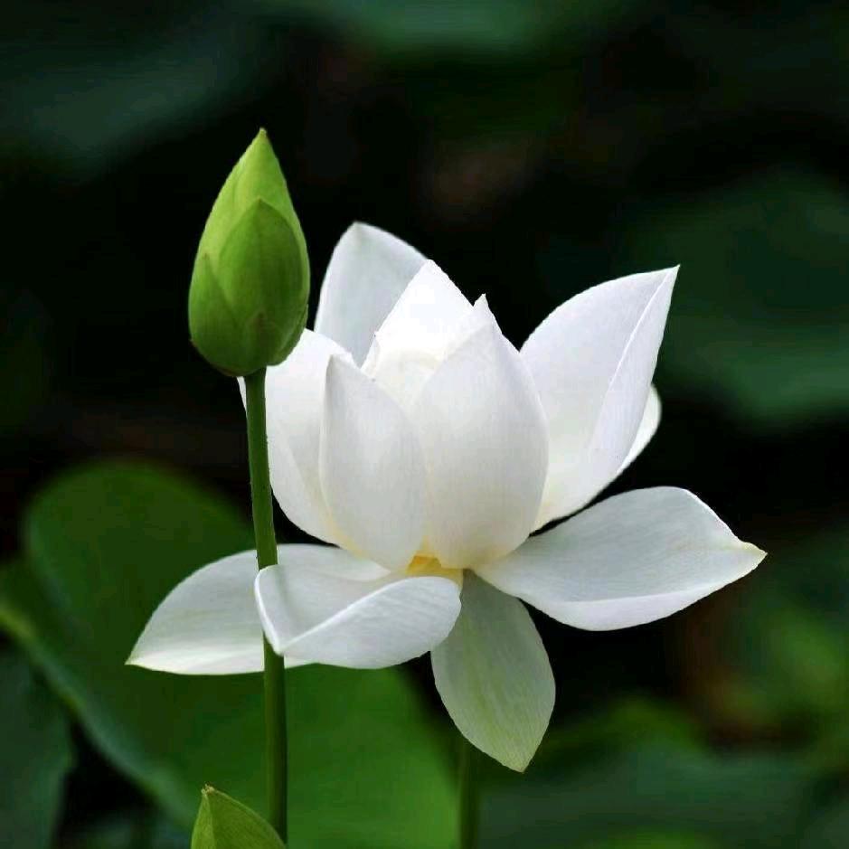 慧禅（君悦堂)有求必应