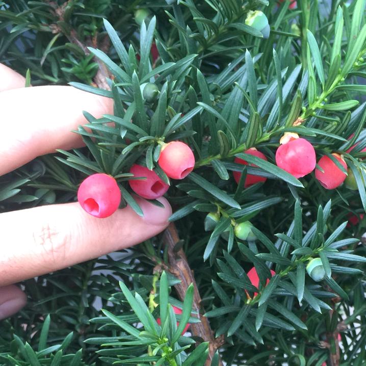银福红豆杉珍宝