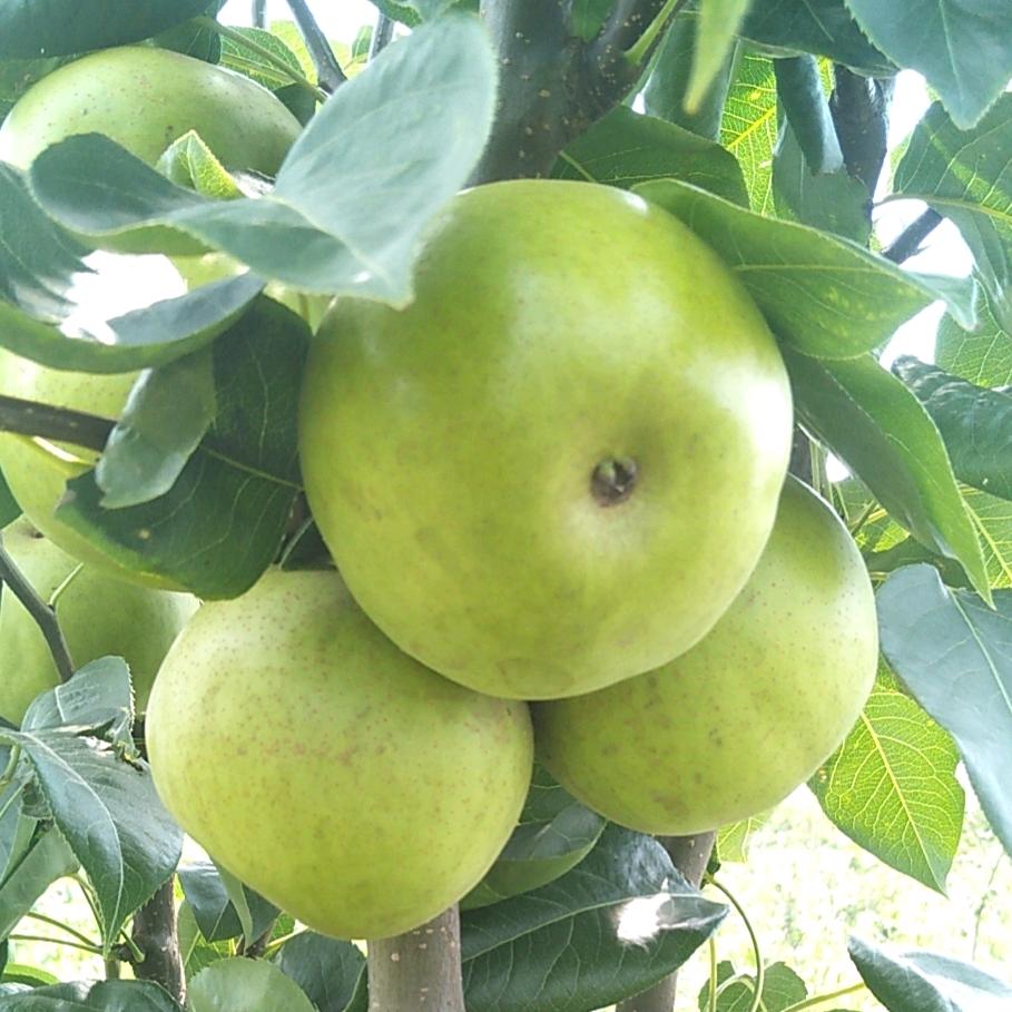 青岗集田园果蔬