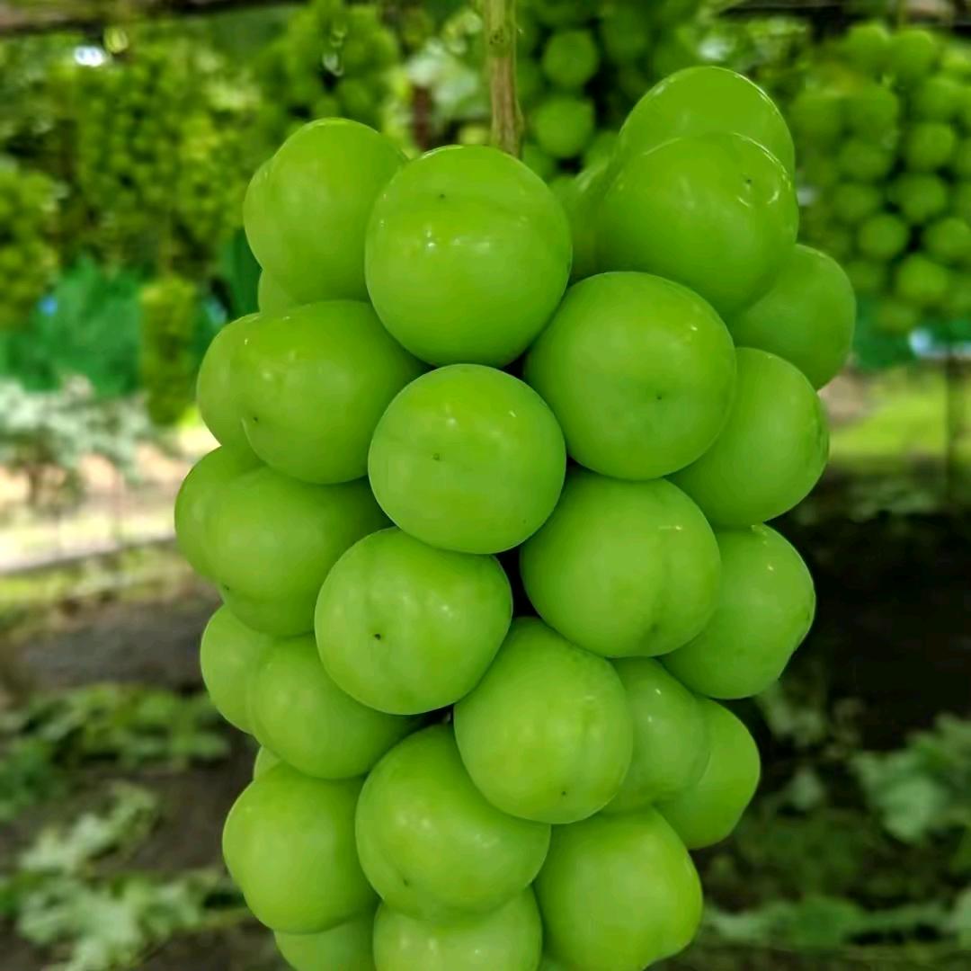 大尧钱满袋葡萄釆摘园 现摘现卖 现吃