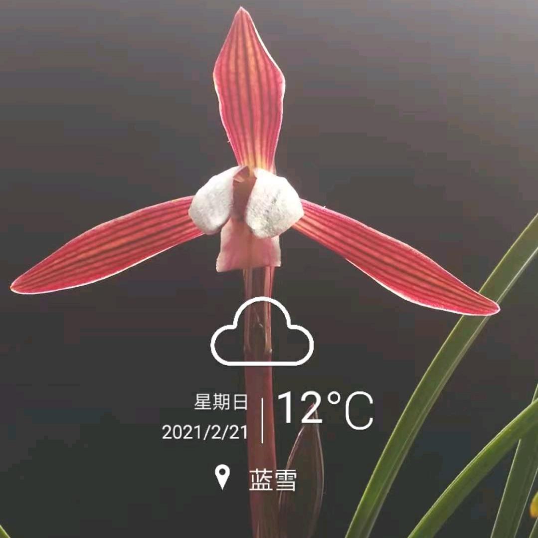 贵州旺草国兰(1号店)