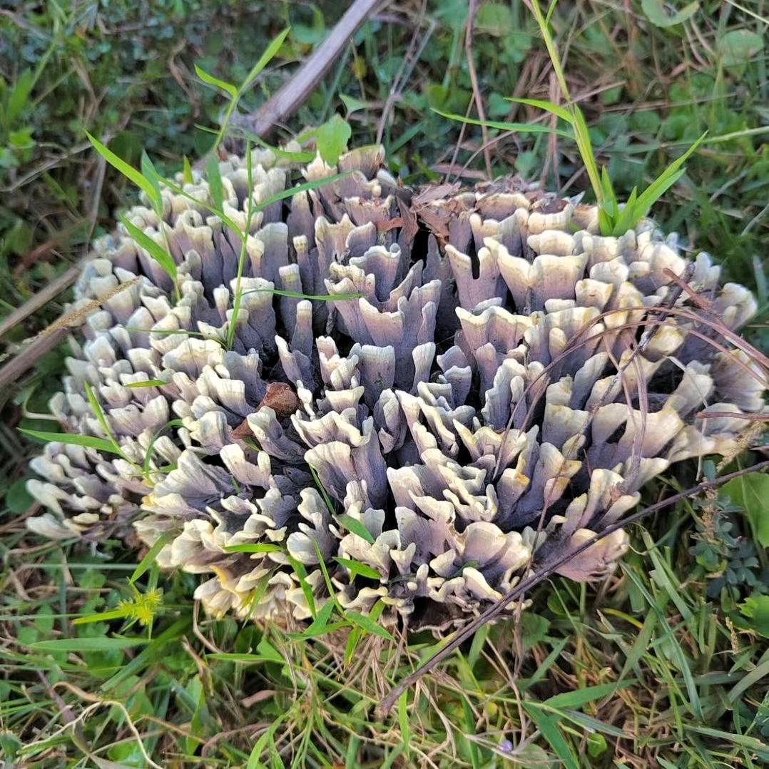落败的青春