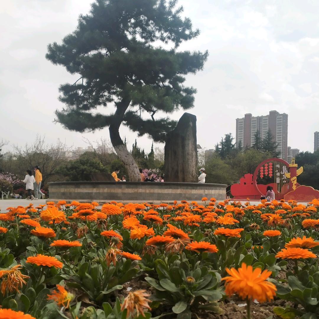 松柏长青