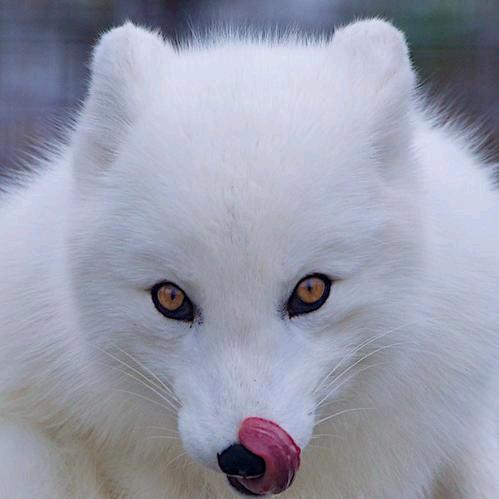 🦊妖媚的狐狸🦊