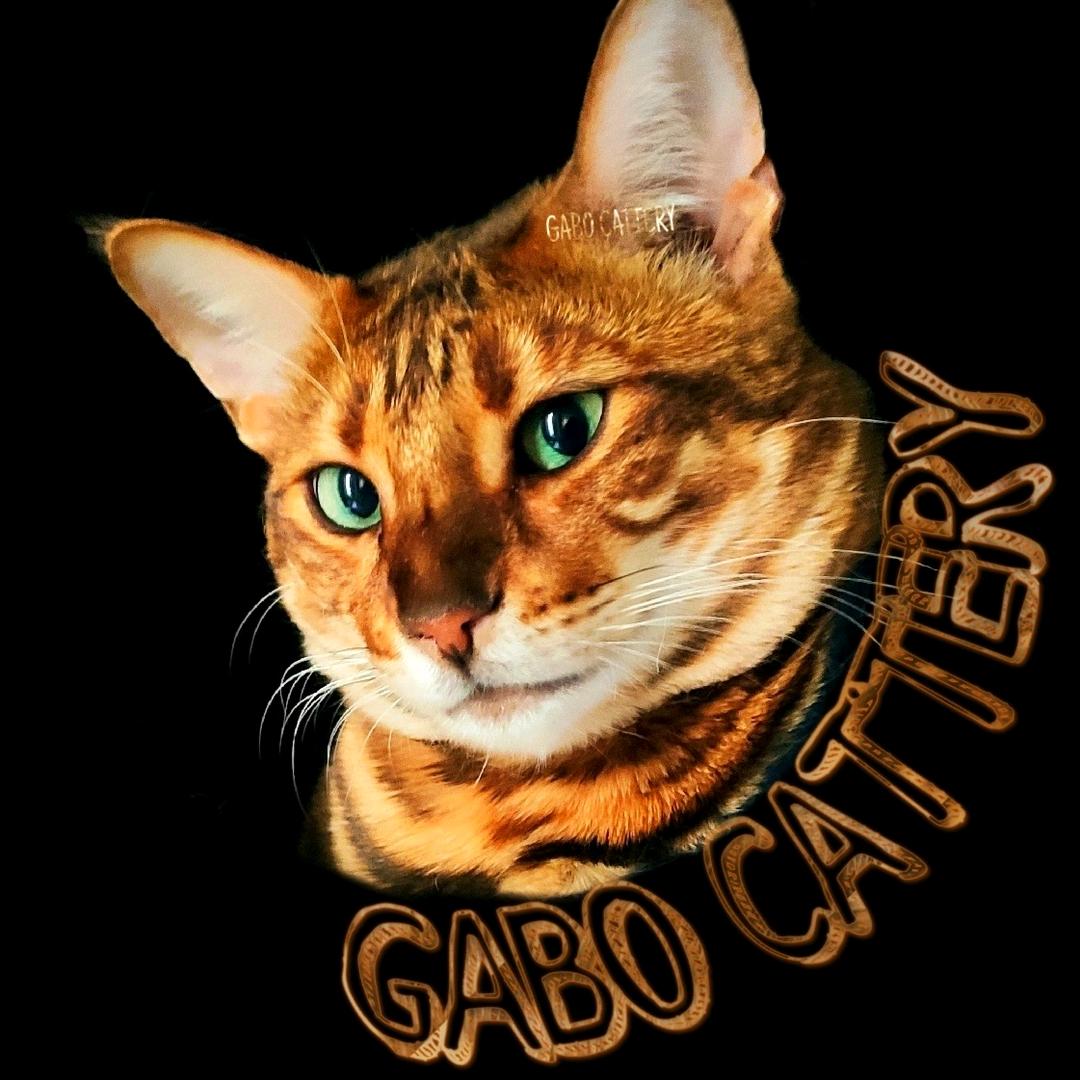 玩具虎猫 GABO CATTERY