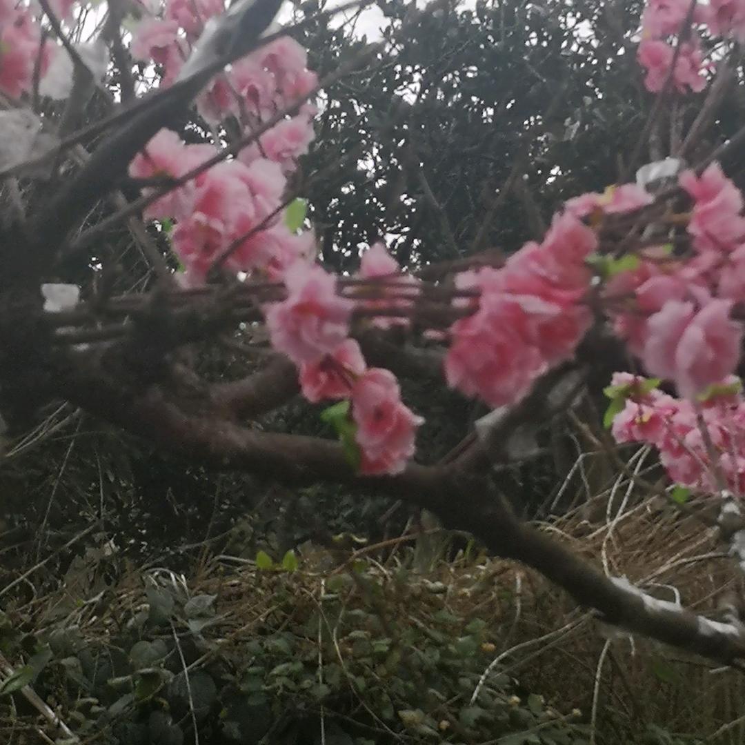 慈溪市逍林散放鸡